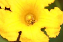 abeille-jaune-1-