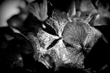 Dentelle d'hortensia