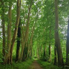 Chemin de ballade a Brie 02