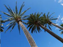 L'arbre roi 