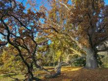 Sagesse et longévité  