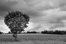 Un arbre dans la campagne d Essé 