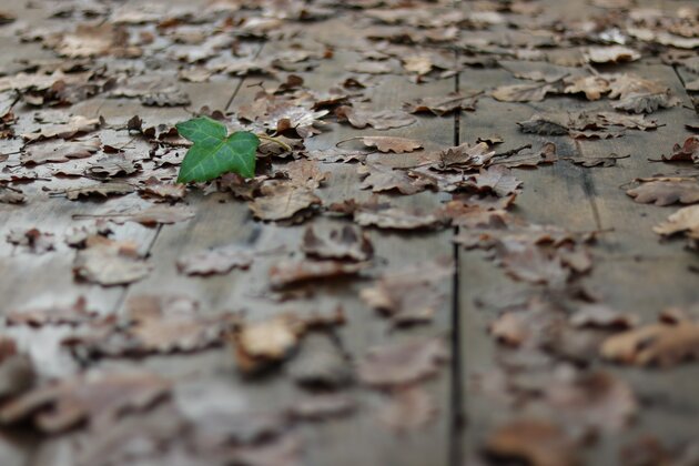 un coin de verdure 