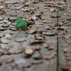 un coin de verdure 