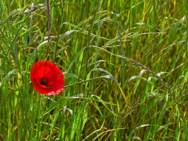 Rouge Carmin