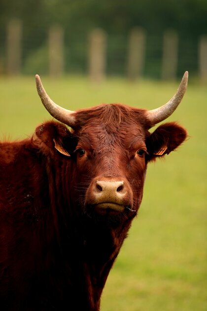 Du Cantal à la Bretagne