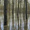 La baignade des peupliers 
