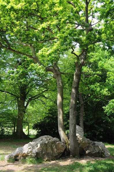 Le cimetière des druides
