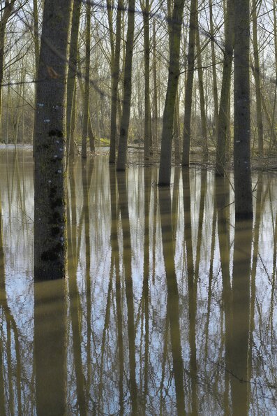 La baignade des peupliers 