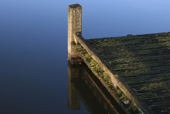 Lichen sur ponton 