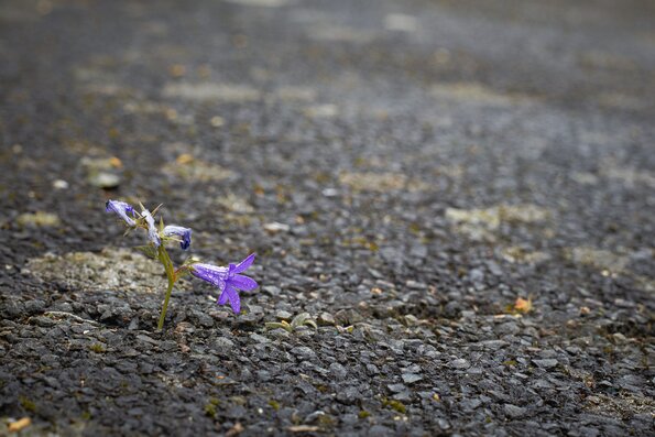 Il y a des fleurs partout pour qui veut les voir.