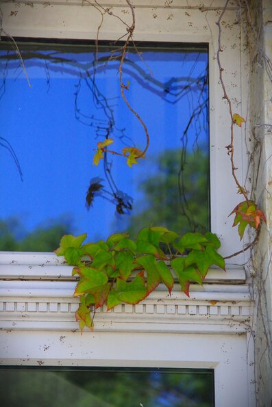 Verdure au coin de ma fenêtre