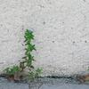 la nature au pied du mur 
