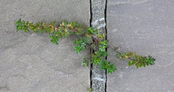 Plante et ciment 