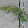 Plante et ciment 