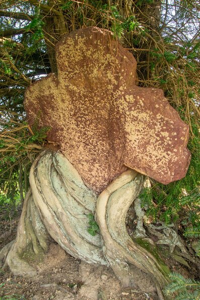 Foi en la nature