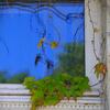 Verdure au coin de ma fenêtre