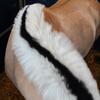 concours_nat_attelag4638