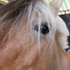 concours_nat_attelag_oeil-ponney