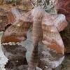 sphinx-du-peuplier