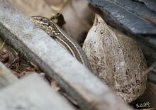 lezard6065