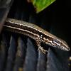 lezard6073