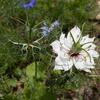 fleurs6042