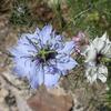 fleurs6047