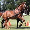 concours_nat_attelag4612