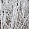 hiver guy 1