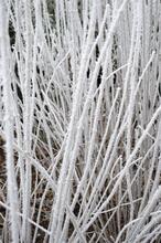 hiver guy 1