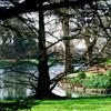 arbre