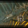 DSC_0678-Modifier-1