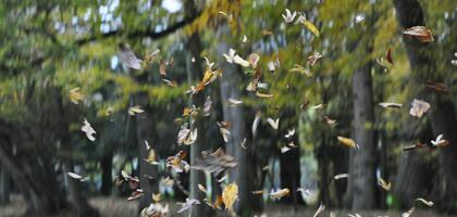 Automne
