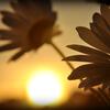 2014-05-15-Au_coucher