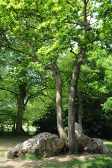 Le cimetière des druides