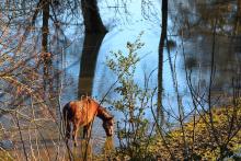 Un peu d'eau pour étancher  sa soif !