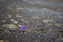 Il y a des fleurs partout pour qui veut les voir.