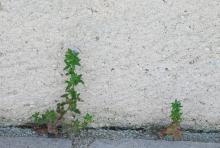 la nature au pied du mur 
