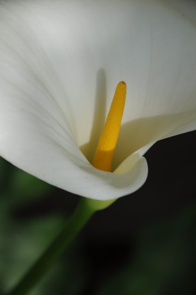 A l'ombre du jardin