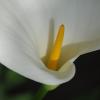 A l'ombre du jardin