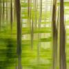 Quand les arbres dansent