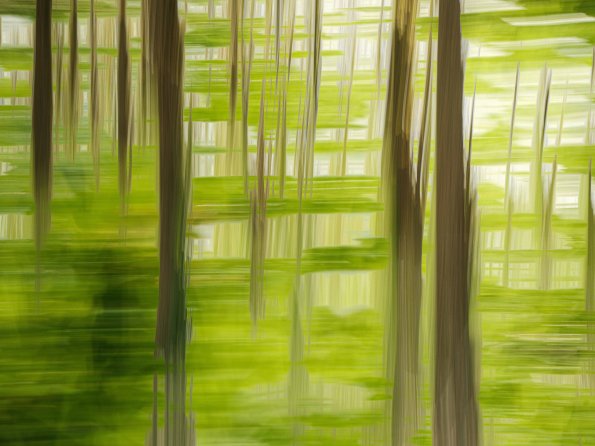 Quand les arbres dansent