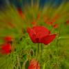 Coquelicots