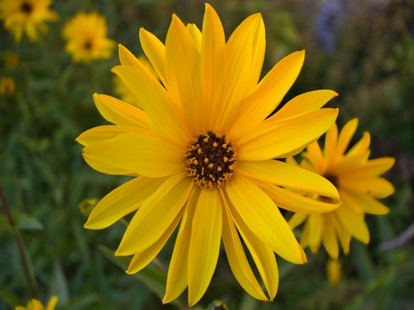 Un soleil dans le jardin