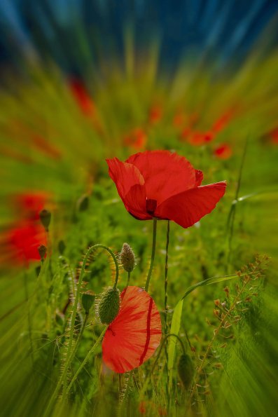 Coquelicots